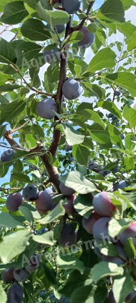 Rote Pflaume zu verkaufen