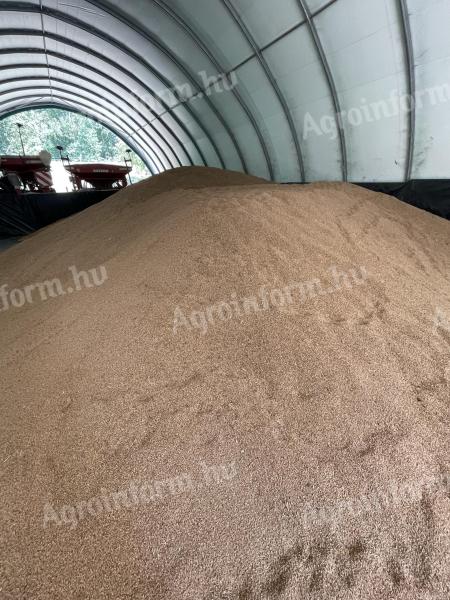 Triticale for sale