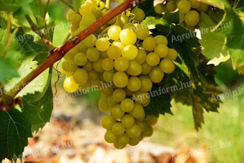 Balatonlellén Irsai Olivér grapes for sale