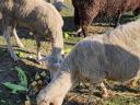 Sheep for sale in Győr-Moson-Sopron county