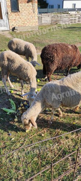 Sheep for sale in Győr-Moson-Sopron county