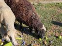 Sheep for sale in Győr-Moson-Sopron county