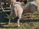 Sheep for sale in Győr-Moson-Sopron county