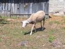 Sheep for sale in Győr-Moson-Sopron county