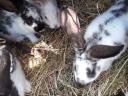 RABBITS FROM HEALTHY FLOCKS