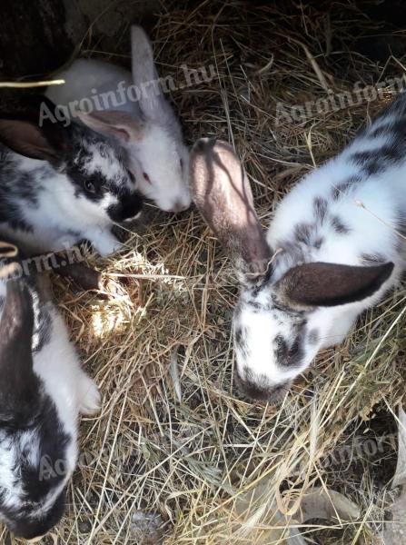 RABBITS FROM HEALTHY FLOCKS