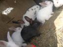 RABBITS FROM HEALTHY FLOCKS