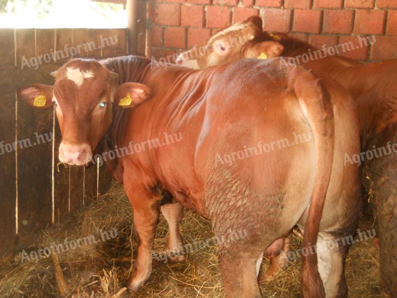 Bull calves for sale