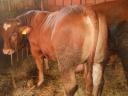 Bull calves for sale