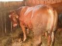 Bull calves for sale