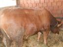 Bull calves for sale