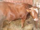 Bull calves for sale