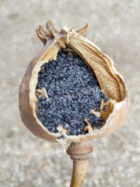 Attention! Cleaned, ready-to-eat edible poppy seeds for sale