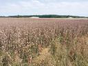 Attention! Cleaned, ready-to-eat edible poppy seeds for sale