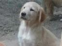 Reinrassige Golden Retriever-Welpen