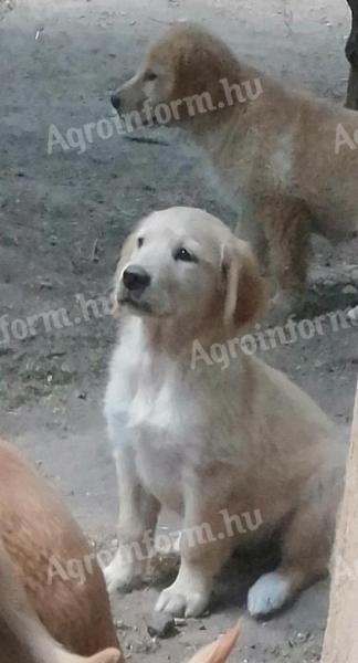 Purebred golden retriever puppies