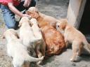 Purebred golden retriever puppies