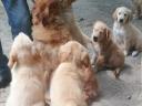 Purebred golden retriever puppies