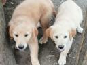 Purebred golden retriever căței