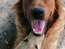 Purebred golden retriever căței