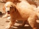 Purebred golden retriever puppies