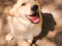 Reinrassige Golden Retriever-Welpen