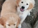 Purebred golden retriever puppies