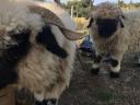 Pair of Wallisi lambs