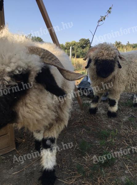 Pair of Wallisi lambs