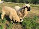 Pair of Wallisi lambs