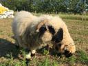 Pair of Wallisi lambs