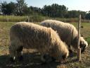 Pair of Wallisi lambs