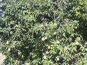 Large quantities of Topend Plus plums and wilmos pears from trees for sale