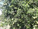 Large quantities of Topend Plus plums and wilmos pears from trees for sale