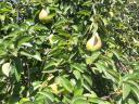 Large quantities of Topend Plus plums and wilmos pears from trees for sale