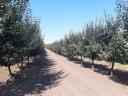 Plum-pear garden with crops and plough for sale