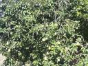 Plum-pear garden with crops and plough for sale