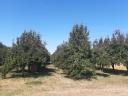 Plum-pear garden with crops and plough for sale