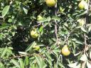 Plum-pear garden with crops and plough for sale