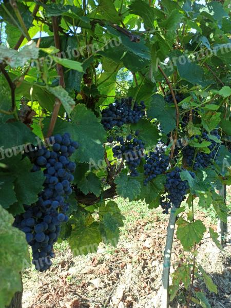 Wine grapes for sale from the Szekszárd wine region! Blue Franc, Zweigelt, Merlot, Shiraz, Blauburger, Cabernet