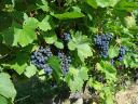 Wine grapes for sale from the Szekszárd wine region! Blue Franc, Zweigelt, Merlot, Shiraz, Blauburger, Cabernet