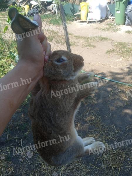 Maďarští divocí králíci a ostatní králíci na prodej živí nebo připravení k vaření