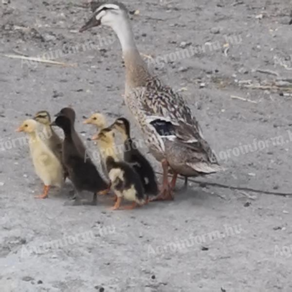 Na prodaju indijska patka patka