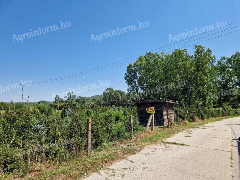 Pine plantation for sale