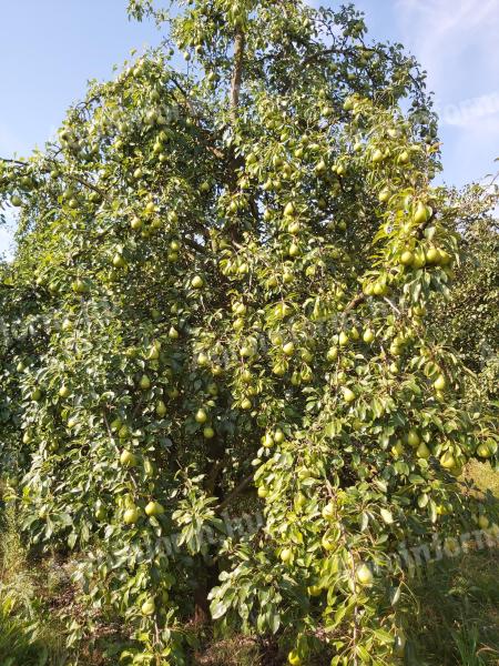 Apples, pears "on foot" for sale