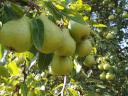 Apples, pears "on foot" for sale