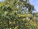 Apples, pears "on foot" for sale