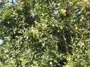 Apples, pears "on foot" for sale