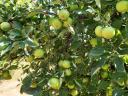 Apples, pears "on foot" for sale