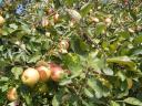 Apples, pears "on foot" for sale